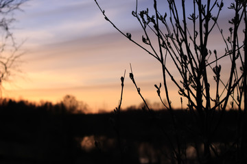 Obraz premium Beautiful sunset and branches without leaves. Spring time
