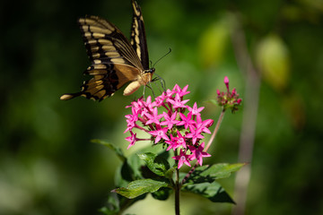 Thoas Swallowtail Butterfly on Pentas lanceolata flowers, commonly known as Egyptian starcluster.