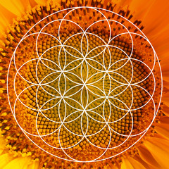 Beautiful bright sunflower as background