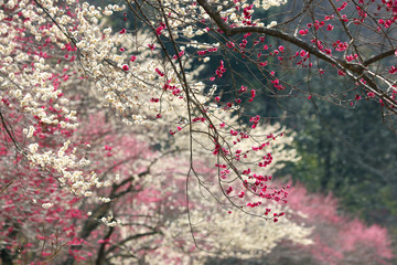 早春の梅園