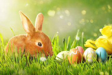 Adorable Easter bunny and colorful eggs on green grass in garden