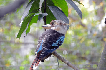 Blue-winged kookaburra
