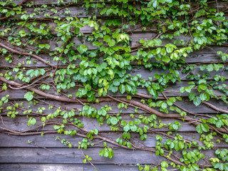 Ivy on wood board wall