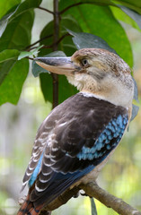Blue-winged kookaburra