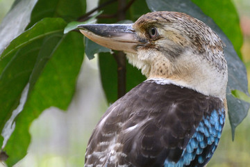 Blue-winged kookaburra