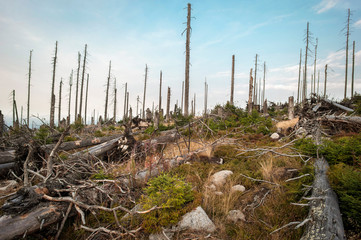 Tote Bäume im Wald, Bayerischer Wald, Deutschland