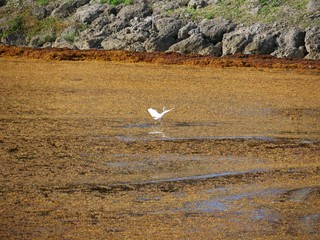 Vol d'une aigrette neigeuse au-dessus d'un tapis d'algues brunes