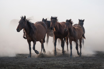 Fototapeta premium running for freedom, wild horses