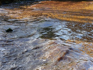Pollution de sargasses aux Antilles françaises