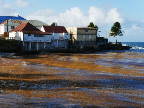 Pollution sur la Ville du Moule et sargasses en Guadeloupe
