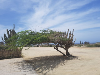 Beautiful tree on the beach of Aruba – maybe famous ?