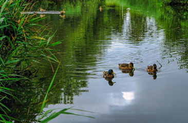 Ducks swimming in a pond