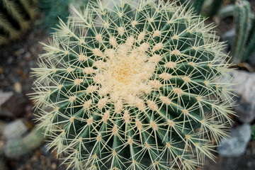 Cactus Family, close-up barrel cactus. thorn cactus texture background, close up