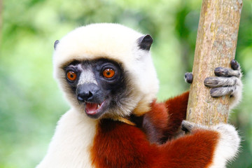 Endangered Coquerel s Sifaka Lemur (Propithecus coquereli). Bellied, forever