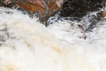 Large Atlantic salmon leaping up the waterfall on their way migration route to their spawning grounds