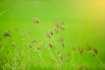 feather finger grass with green background, grass flower