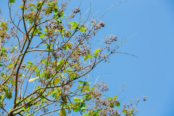 selective focus to teak seeds and flower on teak tree
