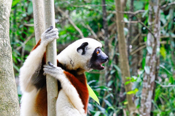 Endangered Coquerel s Sifaka Lemur (Propithecus coquereli). Bellied, forever