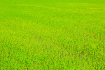 Obraz na płótnie Canvas green paddy field for background