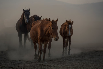 running for freedom, wild horses