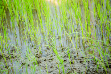 Obraz premium green paddy field for background