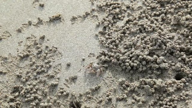 Ghost crab molding sand at the beach. It Scientific name Ocypode, Family Ocypodidae, Subfamily Ocypodinae.