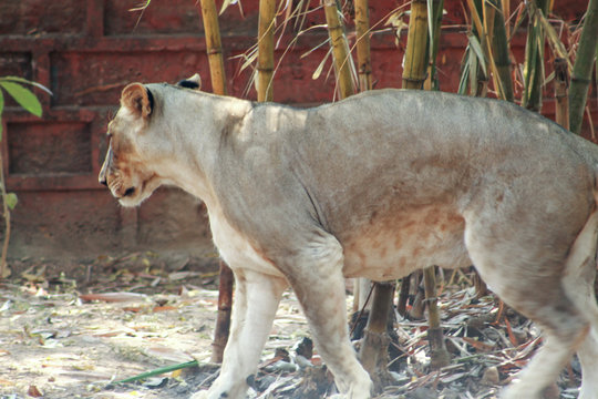 Lion panthera lio standing infront  of bamboo tree