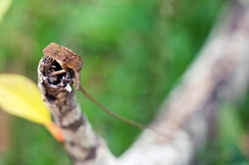 The oriental garden lizard, eastern garden lizard or changeable lizard is an agamid lizard found widely distributed in indo-Malaya. It has also been introduced in many other parts of the world.
