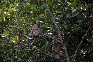 Fototapeta premium Long-tailed macaque, Langkawi, Malaysia