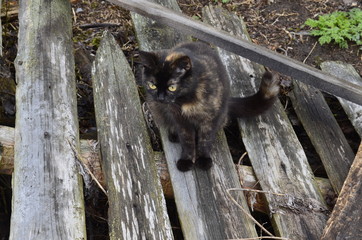 cat on the fence