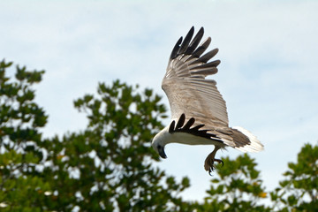 White-bellied sea eagle, Langkawi, Malaysia