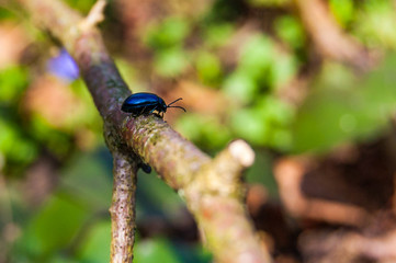 Shiny black beetle bug sitting on a tree branch in forest