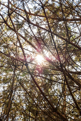 Sun rays penetrating through the pine tree branches in forest