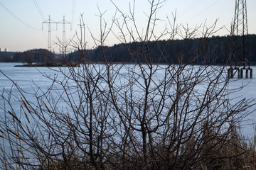 Tree in winter.