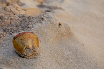 夕焼けの砂浜に転がるヤシの実 #1