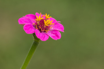 Pinke Blume