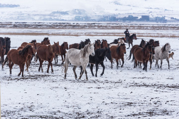 Fototapeta na wymiar roaming wild on the snow. Wild horse gang