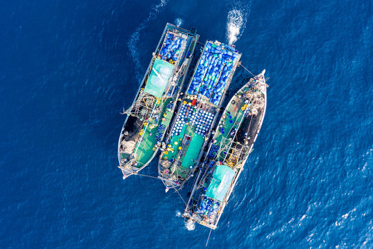 Industrial fishing - aerial view of large fishing trawlers sorting and transferring a large catch between vessels