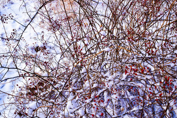 Color Undenied By Winter