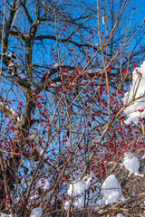 Red berries on Blue Sky