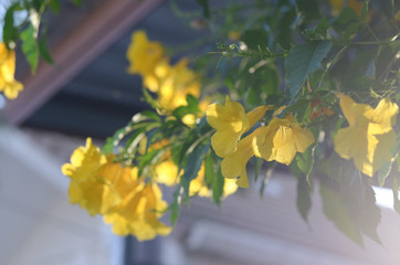 Yellow flowers in the sun in front of the house