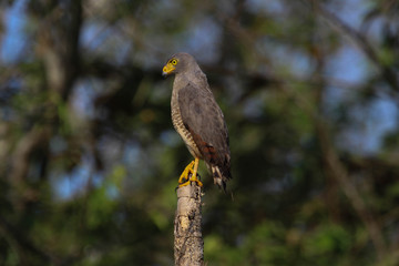 Roadside Hawk