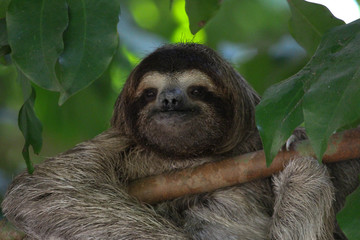 Three-toed Sloth