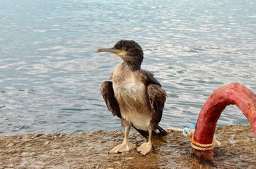 sea and cormorant