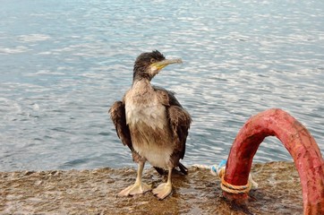 sea and cormorant