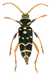 Long-horn beetle, Plagionotus arcuatus (Coleoptera: Cerambycidae) is one of the stem pest of a deciduous trees: oak, maple, hazel, linden. Isolated on a white background