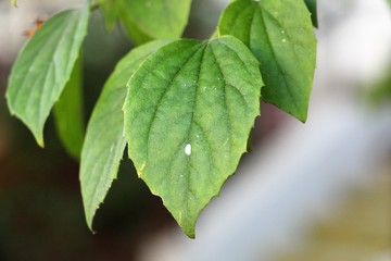 green leaf with drops of water