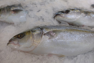 The fresh yellow tail fish on ice.