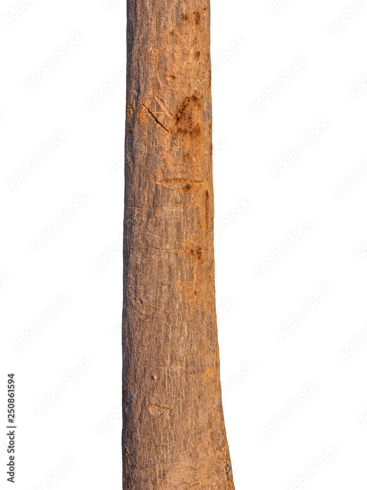 Poster The trunk of the tree stands on a white Background