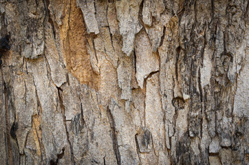 Dry bark skin Texture